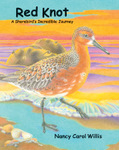 Red Knot