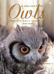 A Delight of Owls
