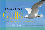 Amazing Gulls
