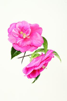 A-Z of Flower PortraitsA-Z of Flower Portraits | Alt 1