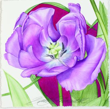 A-Z of Flower PortraitsA-Z of Flower Portraits | Alt 2