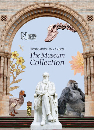 The Museum Collection