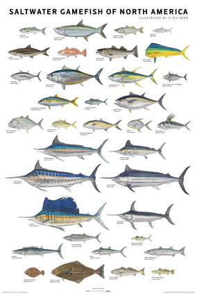 Saltwater Gamefish of North America Poster