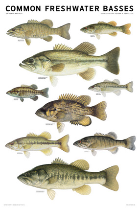 Common Freshwater Basses of North America