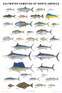 Saltwater Gamefish of North America Poster