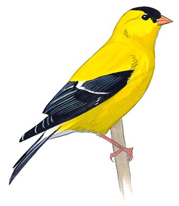 Sibley's Backyard Birds | Independent Publishers Group